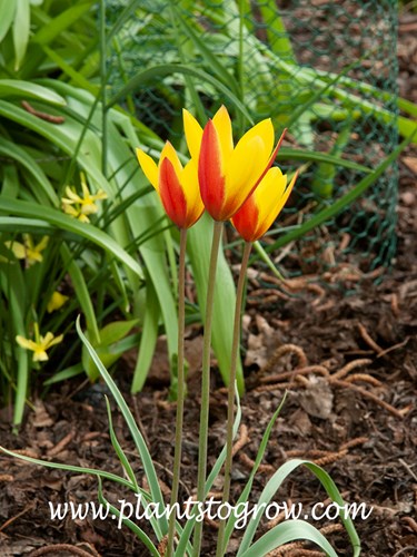 Tubergen's Gem Candlestick Tulip